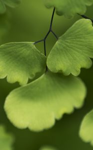 Preview wallpaper adiantum, leaves, plant, macro