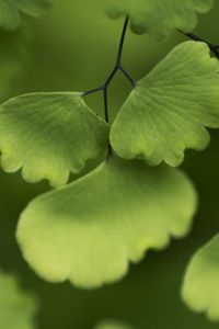 Preview wallpaper adiantum, leaves, plant, macro