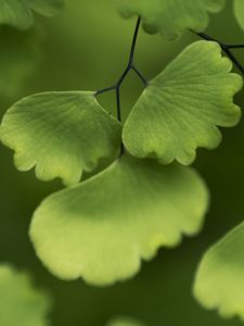 Preview wallpaper adiantum, leaves, plant, macro