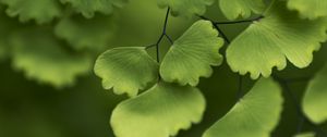 Preview wallpaper adiantum, leaves, plant, macro