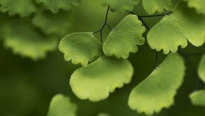 Preview wallpaper adiantum, leaves, plant, macro