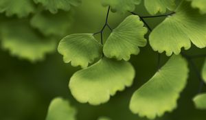 Preview wallpaper adiantum, leaves, plant, macro