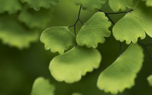 Preview wallpaper adiantum, leaves, plant, macro