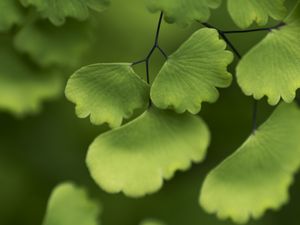 Preview wallpaper adiantum, leaves, plant, macro