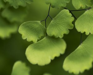 Preview wallpaper adiantum, leaves, plant, macro