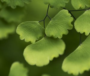 Preview wallpaper adiantum, leaves, plant, macro