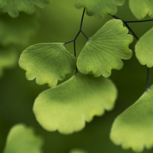 Preview wallpaper adiantum, leaves, plant, macro