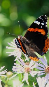 Preview wallpaper admiral, butterfly, flower, macro, summer