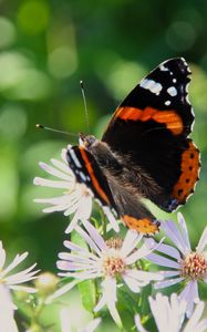 Preview wallpaper admiral, butterfly, flower, macro, summer