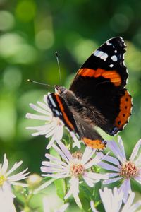 Preview wallpaper admiral, butterfly, flower, macro, summer