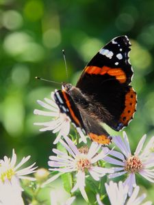 Preview wallpaper admiral, butterfly, flower, macro, summer