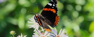 Preview wallpaper admiral, butterfly, flower, macro, summer