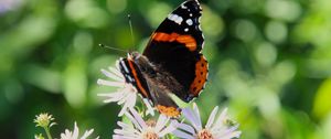 Preview wallpaper admiral, butterfly, flower, macro, summer