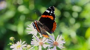 Preview wallpaper admiral, butterfly, flower, macro, summer