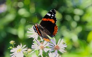 Preview wallpaper admiral, butterfly, flower, macro, summer