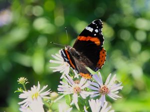 Preview wallpaper admiral, butterfly, flower, macro, summer