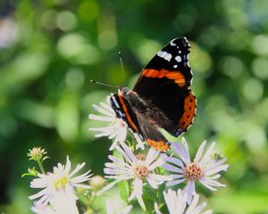 Preview wallpaper admiral, butterfly, flower, macro, summer