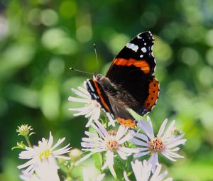 Preview wallpaper admiral, butterfly, flower, macro, summer