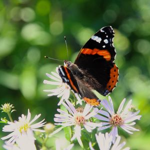 Preview wallpaper admiral, butterfly, flower, macro, summer