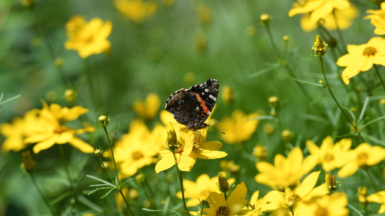 Wallpaper admiral, butterfly, flowers, summer, macro