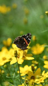 Preview wallpaper admiral, butterfly, flowers, summer, macro