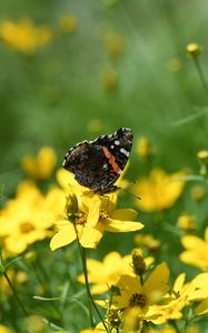 Preview wallpaper admiral, butterfly, flowers, summer, macro