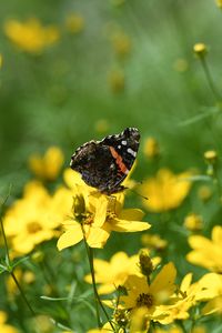 Preview wallpaper admiral, butterfly, flowers, summer, macro