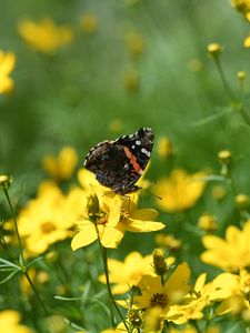 Preview wallpaper admiral, butterfly, flowers, summer, macro