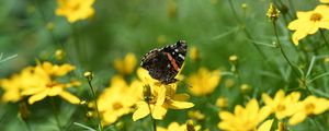 Preview wallpaper admiral, butterfly, flowers, summer, macro