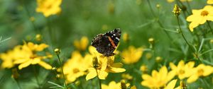 Preview wallpaper admiral, butterfly, flowers, summer, macro