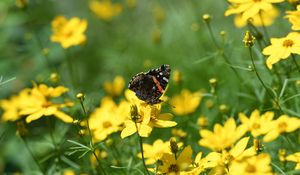 Preview wallpaper admiral, butterfly, flowers, summer, macro