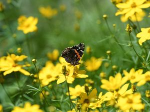 Preview wallpaper admiral, butterfly, flowers, summer, macro