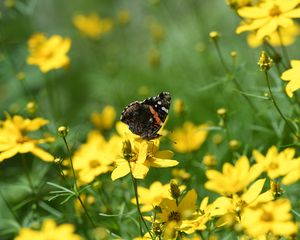 Preview wallpaper admiral, butterfly, flowers, summer, macro