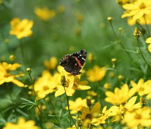 Preview wallpaper admiral, butterfly, flowers, summer, macro