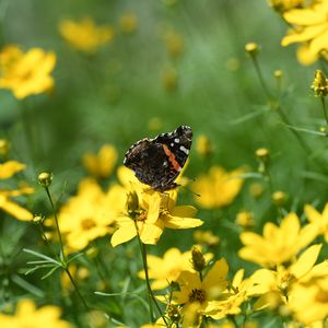 Preview wallpaper admiral, butterfly, flowers, summer, macro