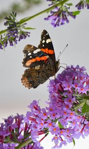 Preview wallpaper admiral, butterfly, flowers, branch, macro