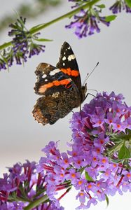 Preview wallpaper admiral, butterfly, flowers, branch, macro