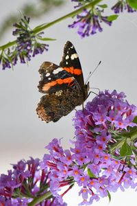 Preview wallpaper admiral, butterfly, flowers, branch, macro