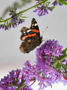 Preview wallpaper admiral, butterfly, flowers, branch, macro