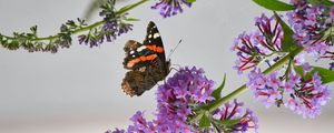 Preview wallpaper admiral, butterfly, flowers, branch, macro