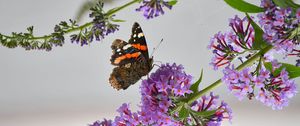 Preview wallpaper admiral, butterfly, flowers, branch, macro