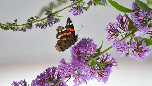 Preview wallpaper admiral, butterfly, flowers, branch, macro