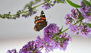 Preview wallpaper admiral, butterfly, flowers, branch, macro