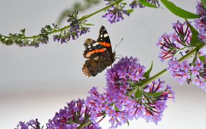 Preview wallpaper admiral, butterfly, flowers, branch, macro