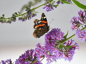 Preview wallpaper admiral, butterfly, flowers, branch, macro