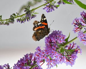 Preview wallpaper admiral, butterfly, flowers, branch, macro