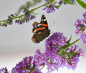 Preview wallpaper admiral, butterfly, flowers, branch, macro