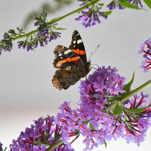 Preview wallpaper admiral, butterfly, flowers, branch, macro