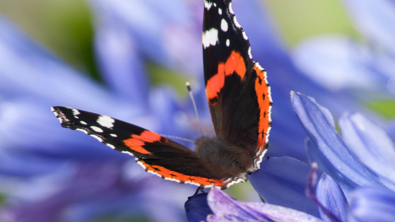 Wallpaper admiral, butterfly, flowers, macro