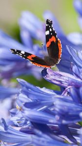 Preview wallpaper admiral, butterfly, flowers, macro